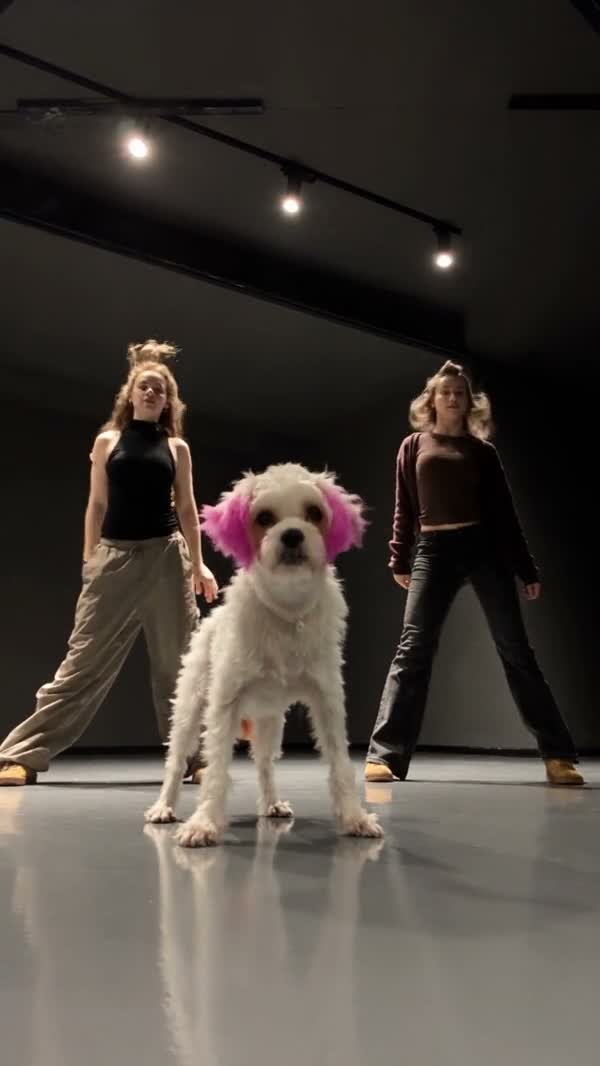 White dog with pink ears in a community Single Ladies dance adaptation with two dancers behind it