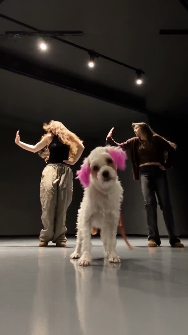 White dog with pink ears community dance frame showing the front paws and coat pattern