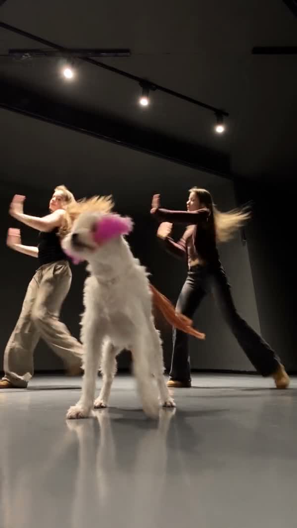 Later white dog with pink ears dance frame for comparing ears and body proportions