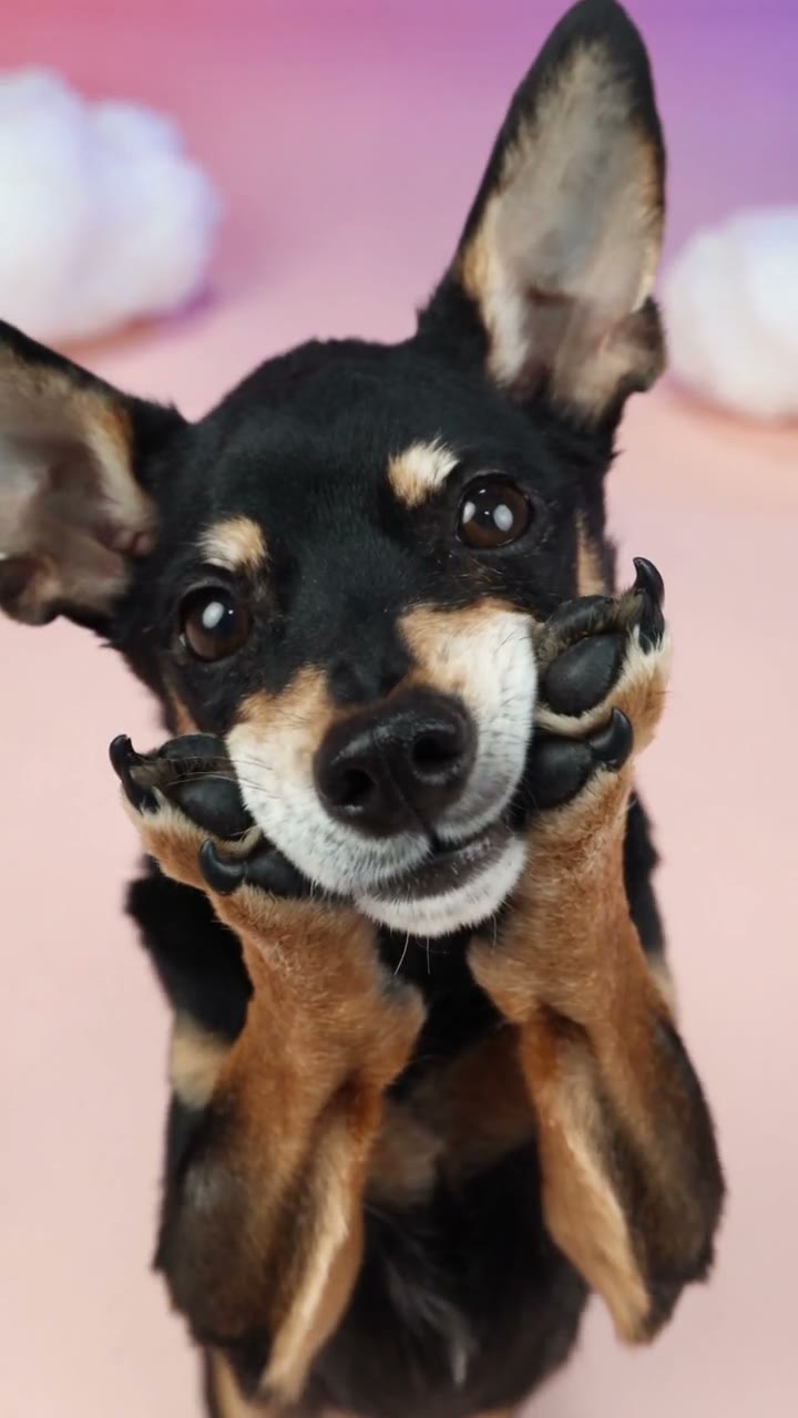 Black-and-tan pet dancing in the Daijoubu page example