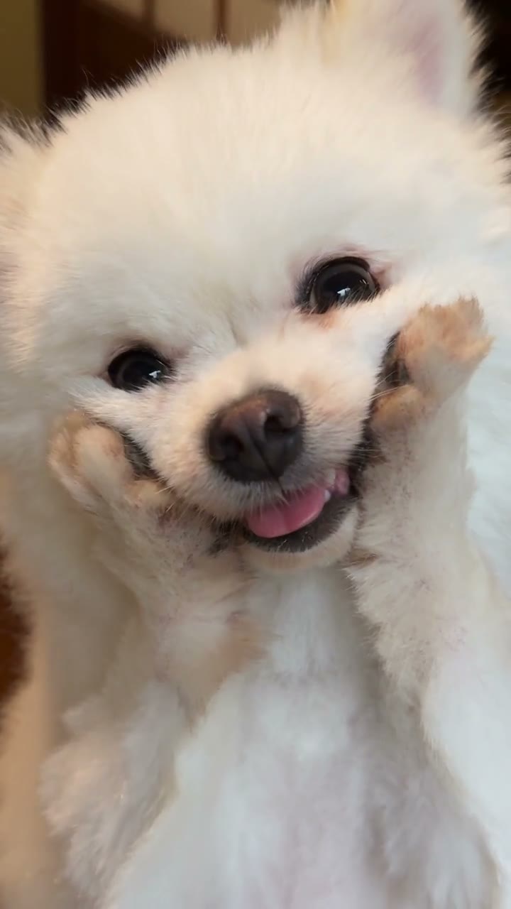 Cream pet example on the Daijoubu dance page