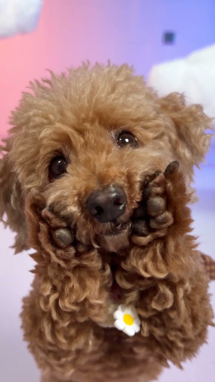 Poodle example showing the short dance from this page