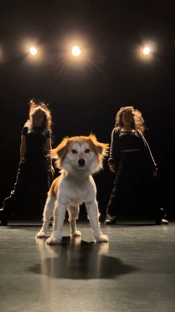 Cream-colored dog in a community Single Ladies dance adaptation