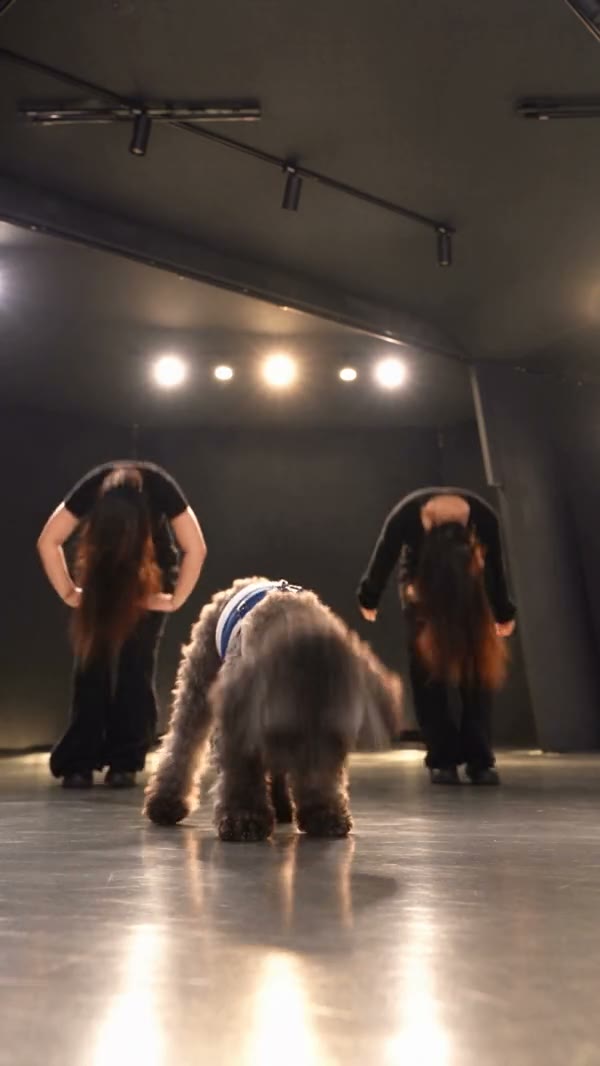 Grey curly-haired dog dancing between two background performers