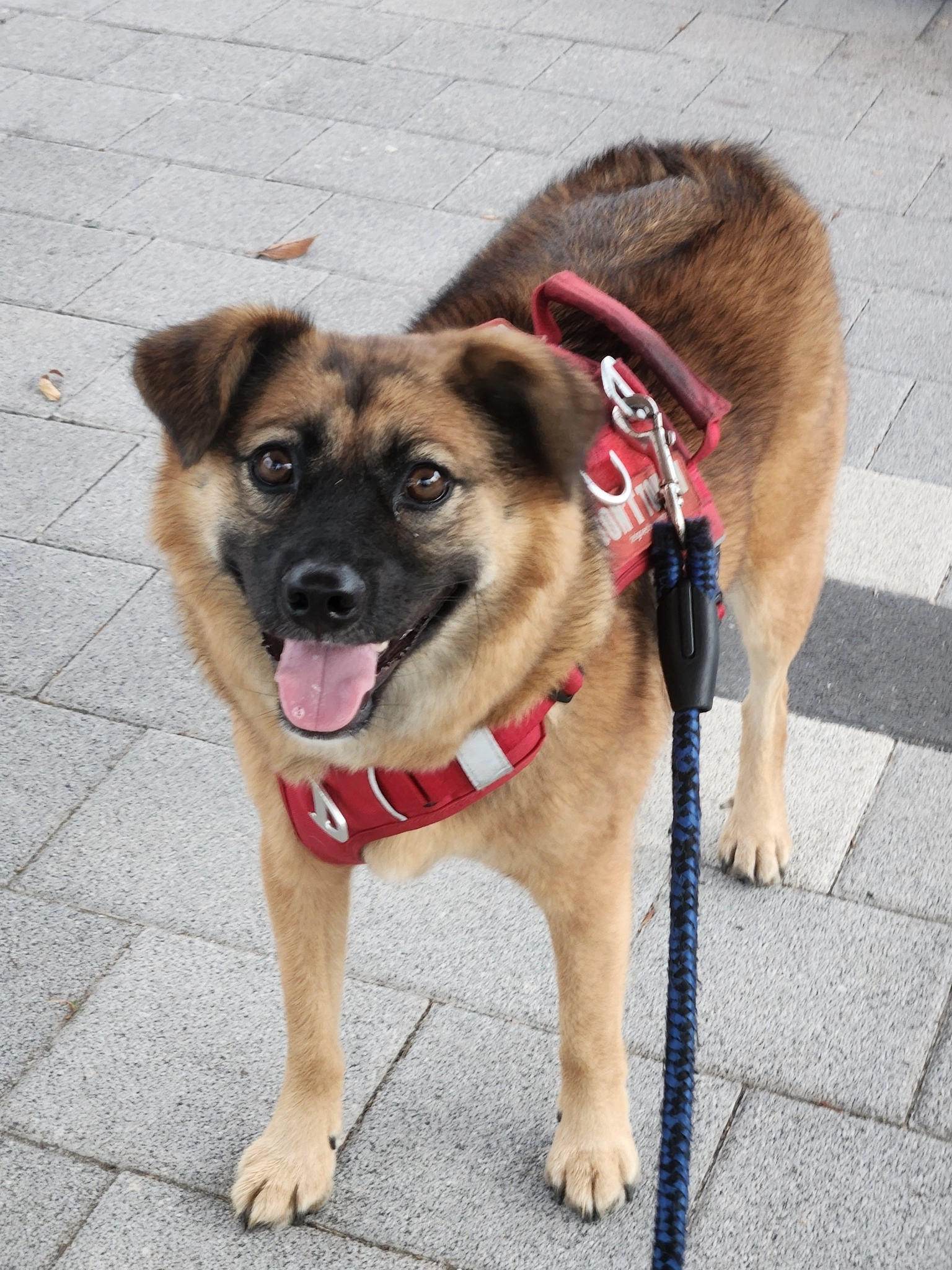 Pet portrait reference showing the dog’s face and body