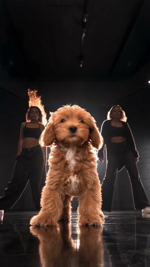 Single Ladies Dog AI reference performance